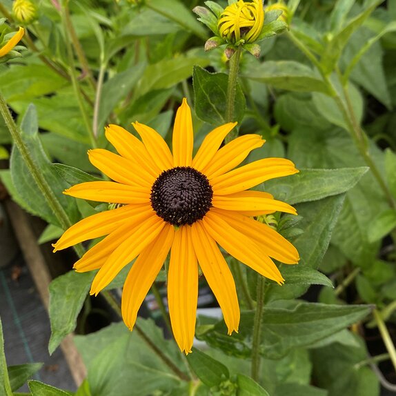 Rudbeckia fulgida sillivantii Goldsturm  - image 1