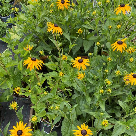 Rudbeckia fulgida sillivantii Goldsturm  - image 2