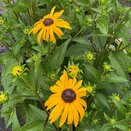 Rudbeckia Goldsturm