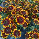 Rudbeckia Happy SmileyZ - image 1