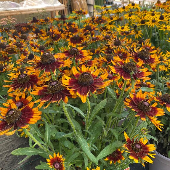 Rudbeckia Happy SmileyZ - image 2