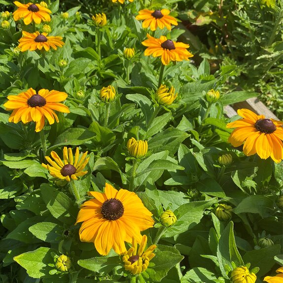 Rudbeckia hirta Rudy Mini Yellow