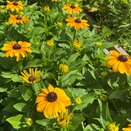 Rudbeckia hirta Rudy Mini Yellow