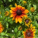 Rudbeckia hirta Rudy Mini Yellow Orange - image 1