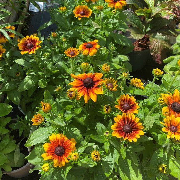 Rudbeckia hirta Rudy Mini Yellow Orange - image 2