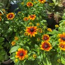 Rudbeckia hirta Rudy Mini Yellow Orange - image 2
