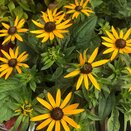 Rudbeckia Little Gold Star