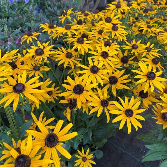 Rudbeckia Little Gold Star