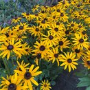 Rudbeckia Little Gold Star