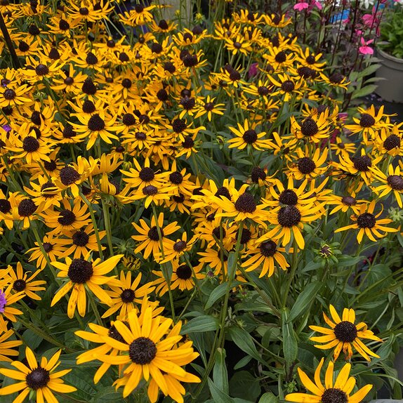 Rudbeckia Little Goldstar