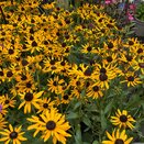 Rudbeckia Little Goldstar