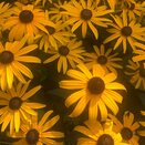 Rudbeckia sullivanti Goldsturm 2 litre pot