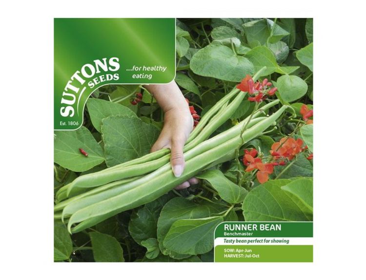 Runner Bean Seeds Benchmaster - image 1