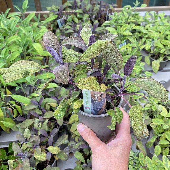 Sage Purple 9cm pot