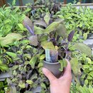Sage Purple 9cm pot
