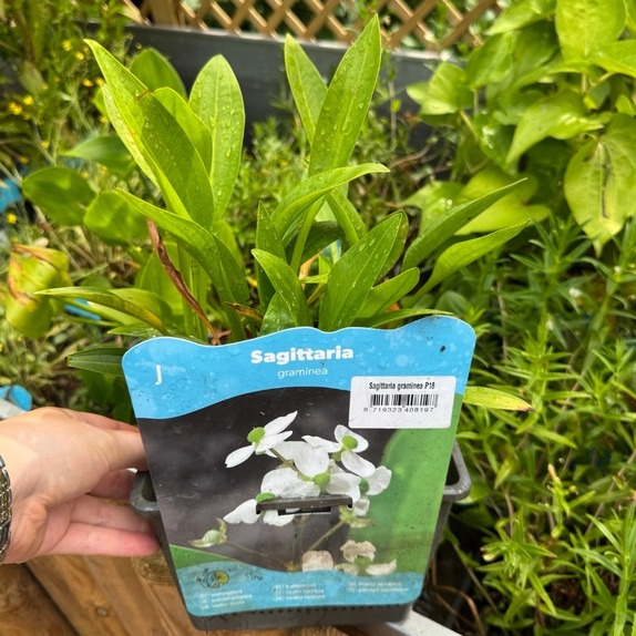 Sagittaria Graminea - image 1