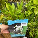 Sagittaria Graminea
