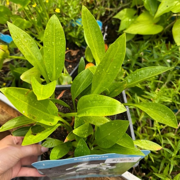 Sagittaria Graminea - image 2