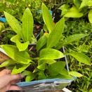 Sagittaria Graminea - image 2