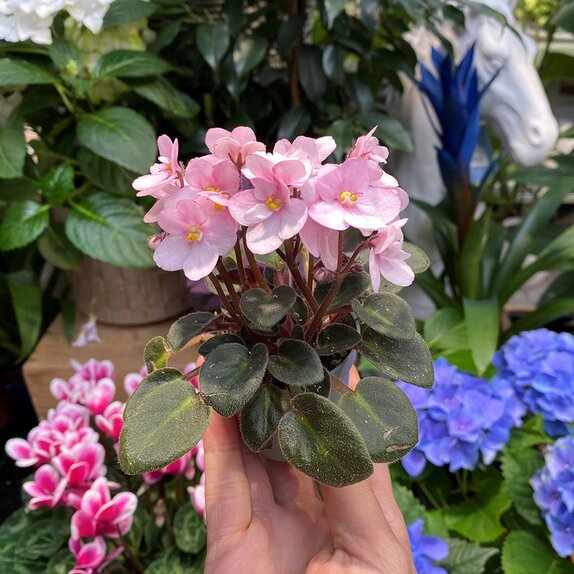 Saintpaulia voila 'la Fleur'