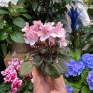 Saintpaulia voila 'la Fleur'