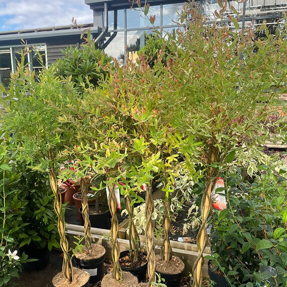 Salix int. Flamingo