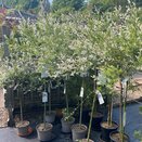 Salix int. 'Hakuro-Nishiki' 5 litre Top grafted at 60 cm 5 litre pot - image 1
