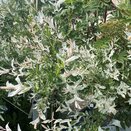 Salix int. 'Hakuro-Nishiki' 5 litre Top grafted at 60 cm 5 litre pot - image 2