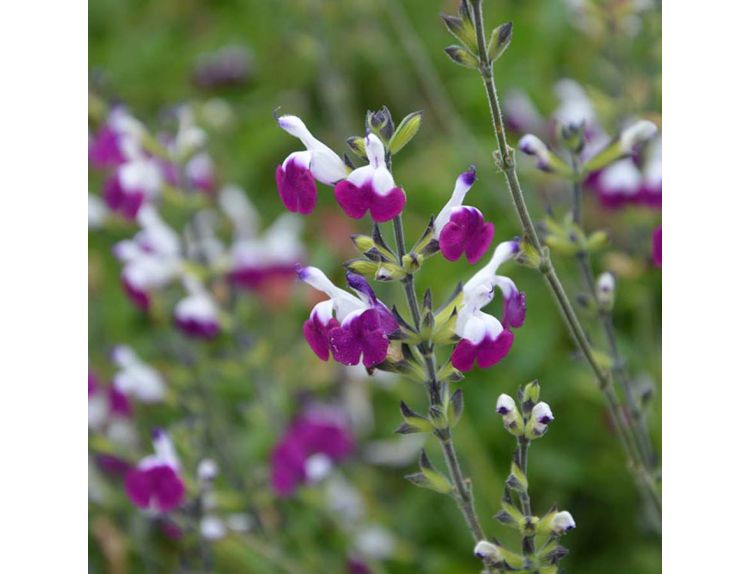 Salvia Amethyst Lips 1 litre pot