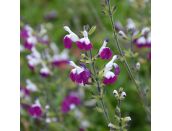 Salvia Amethyst Lips 1 litre pot
