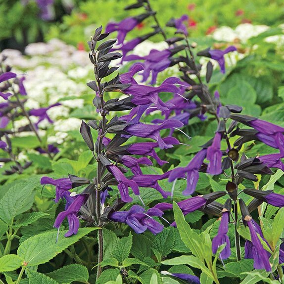Salvia Amistad - image 1