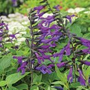 Salvia Amistad - image 1