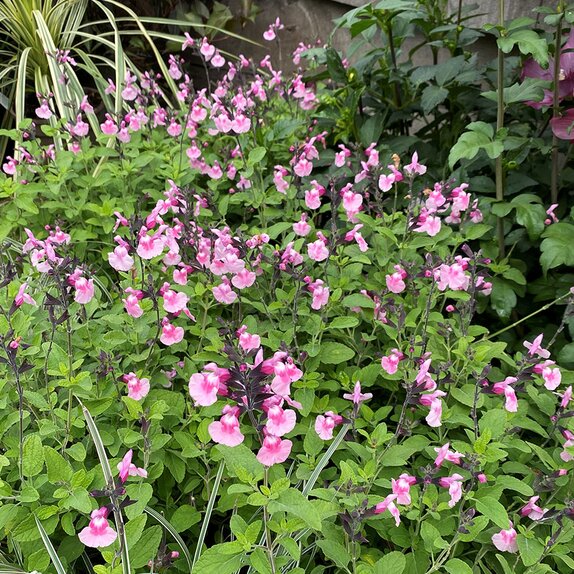 Salvia Angel Wings