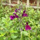 Salvia Blackberry Ripple