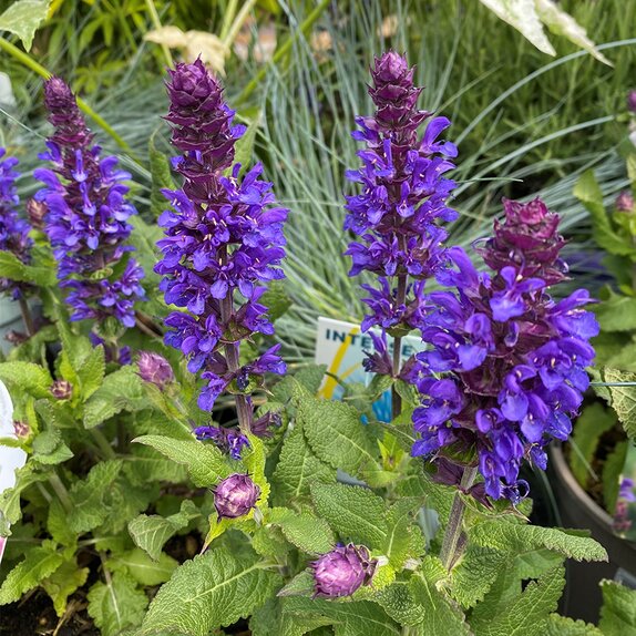 Salvia Blue Marvel