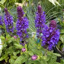 Salvia Blue Marvel