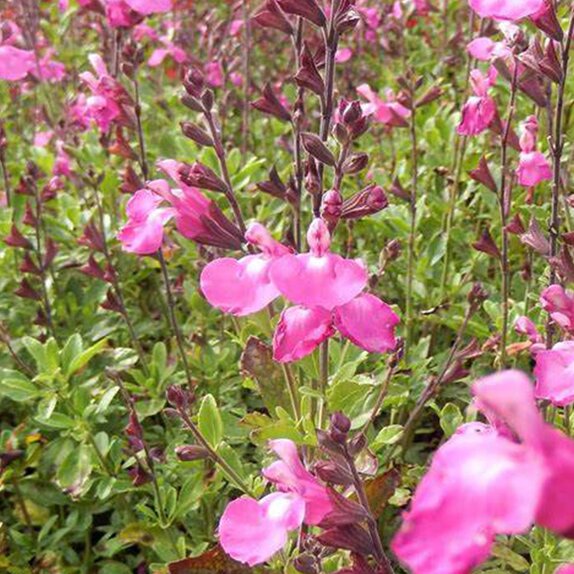 Salvia Cool Pink