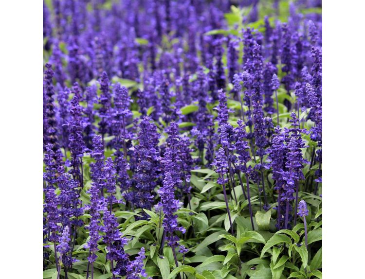Salvia Farinacea Blue 6 pack
