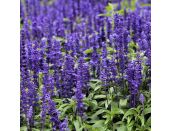 Salvia Farinacea Blue 6 pack