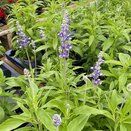 Salvia Farinacea Fairy Queen 1 litre pot