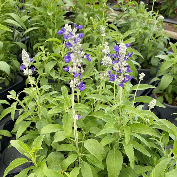Salvia Farinacea Strata 1 litre pot
