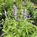 Salvia Farinacea Strata 1 litre pot
