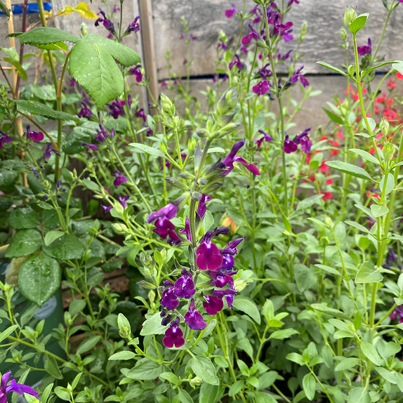 Salvia greggii 'Amethyst Lips'