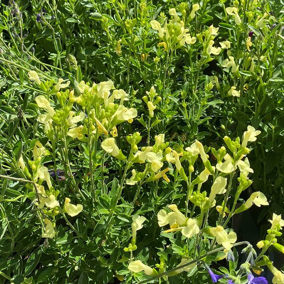 Salvia greggii 'Lemon Light'