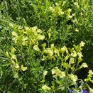 Salvia greggii 'Lemon Light'
