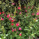 Salvia Hot Lips - image 1