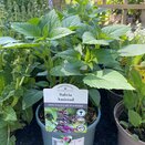Salvia hybrida 'Amistad'