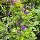 Salvia Lavender Dilly Dilly