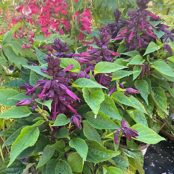 Salvia Lighthouse Purple