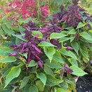 Salvia Lighthouse Purple